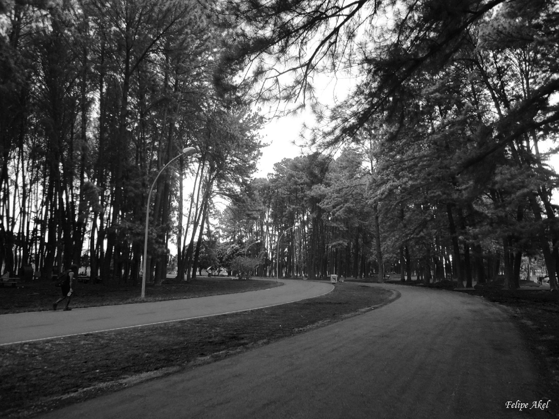 Pinheiros do Parque da Cidade Dona Sarah Kubitschek