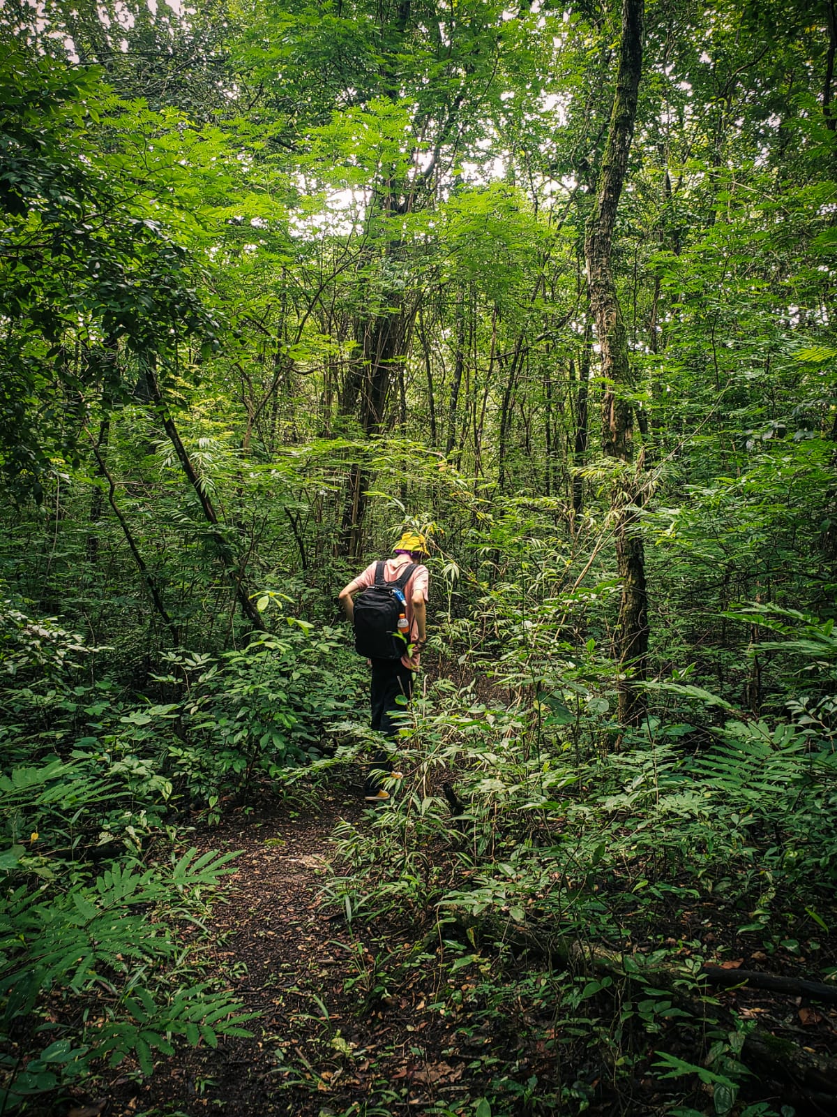 Família de patinhos do Parque da Cidade